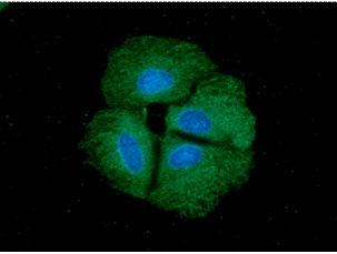 Anti-PPID / cyclophilin 40, clone 1B8