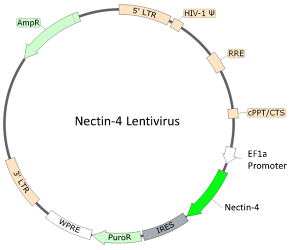 Nectin-4 Lentivirus
