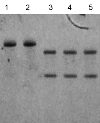 Hot Start Taq Antibody