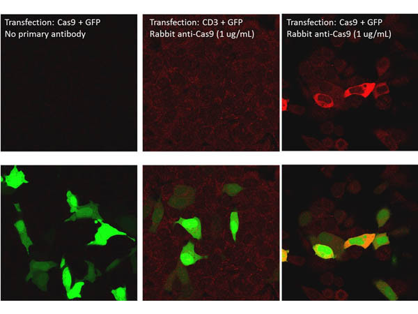 Anti-Cas 9, Biotin Conjugated