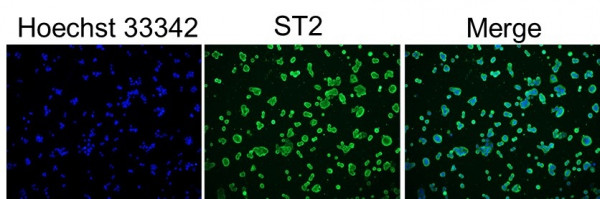 Anti-IL33R / ST2, clone SQab18128