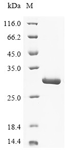Somatotropin (GH1), Macaca mulatta, recombinant