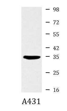 Anti-Cyclin H, clone 4E11-G2-D7