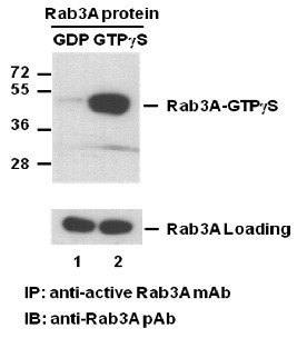Anti-Active Rab3, monoclonal