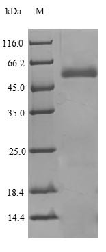 Phospholipid transfer protein (PLTP), human, recombinant