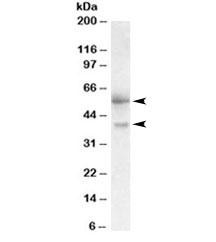 Anti-FSTL1