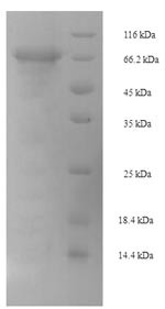 Pancreatic secretory granule membrane major glycoprotein GP2 (Gp2), mouse, recombinant