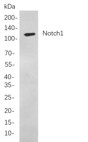 Anti-Recombinant Notch1, clone 8D5