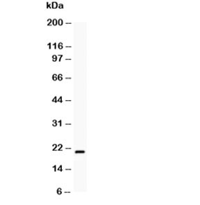 Anti-Bcl2L2