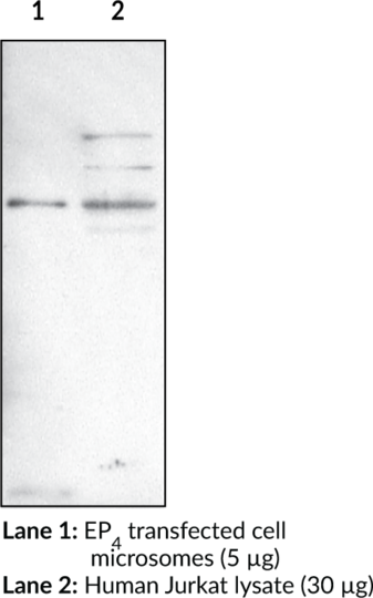Anti-EP4 Receptor (C-Term)