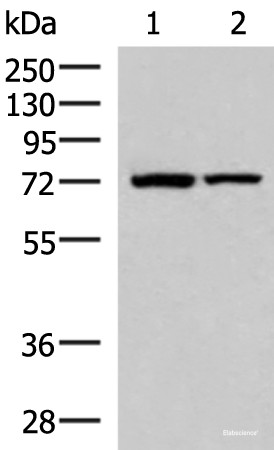 Anti-JPH1