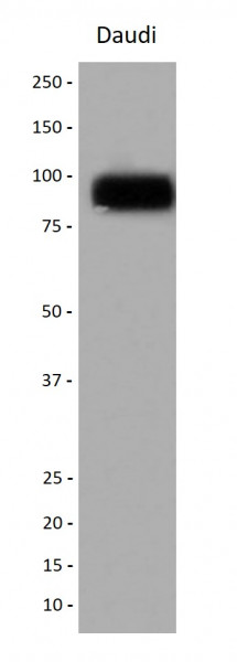 Anti-CD166