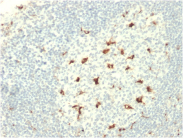 Anti-CD68 (Macrophage Marker), clone C68/2709