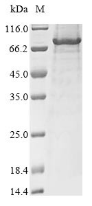 Transmembrane protease serine 6 (Tmprss6), partial, mouse, recombinant