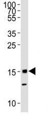 Anti-Histone H3