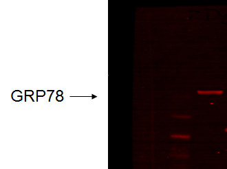 Anti-GRP78, clone 6H4-2G7