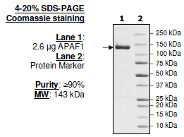 APAF1, human recombinant protein, N-terminal His-tag and FLAG-tag