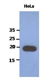 Anti-PAIP2, clone 1C12