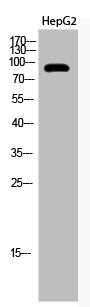 Anti-Acetyl-KAT2B (K428)