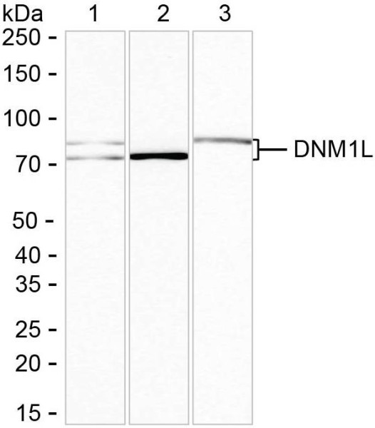 Anti-DNM1L