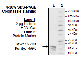 Biotinylated Histone H2a, Full Length, Recombinant Protein