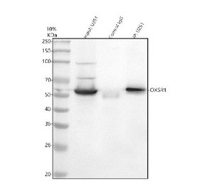 Anti-OXSR1 / Oxidative stress-responsive kinase 1