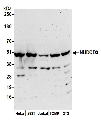 Anti-NUDCD3
