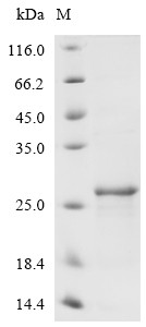Heme-binding protein 1 (Hebp1), mouse, recombinant