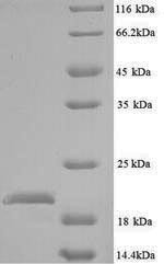 Peptide deformylase (def), Escherichia coli O157:H7, recombinant