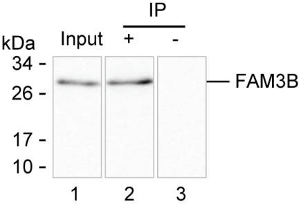 Anti-FAM3B