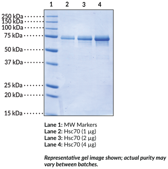 Hsc70 (human, recombinant)