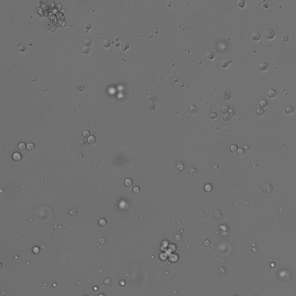 KG-1 Cells