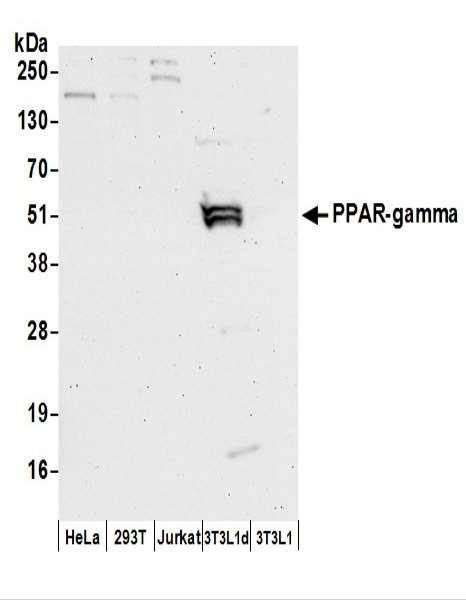 Anti-PPAR-gamma