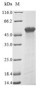 Heterogeneous nuclear ribonucleoprotein A3 (HNRNPA3), human, recombinant