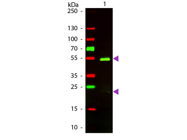 Anti-Golden Syrian Hamster IgG (H&amp;L) [Rabbit] Texas Red conjugated F(ab')2 fragment