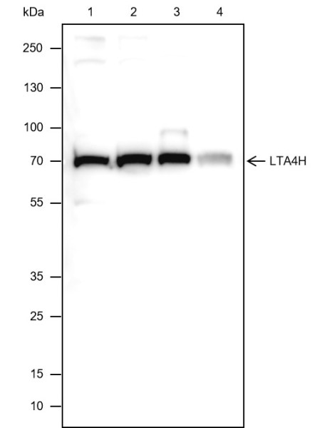 Anti-Recombinant LTA4H, clone A288