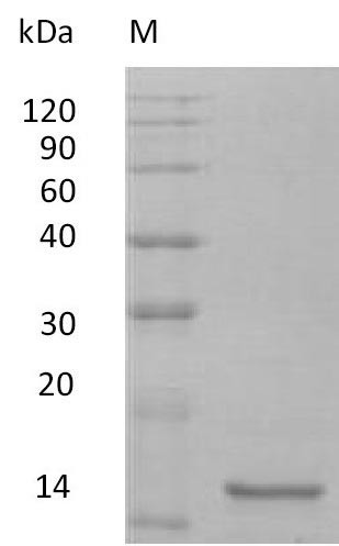 Interleukin-10 (Il10) (Active), mouse, recombinant