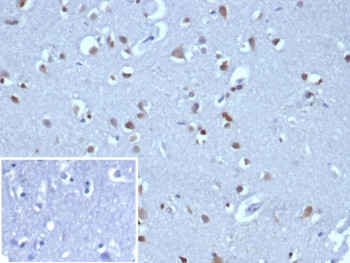 Anti-Neurogenin 3 / NGN3, clone NGN3/1808