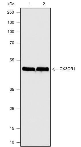 Anti-Recombinant CX3CR1, clone A576