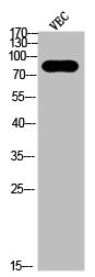 Anti-Phospho-HSP90AB1 (S226)
