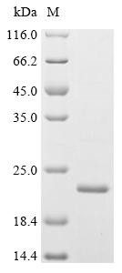 Prolactin-inducible protein homolog (PIP), recombinant Rabbit