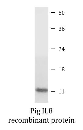 Pig IL8 recombinant protein (Active)