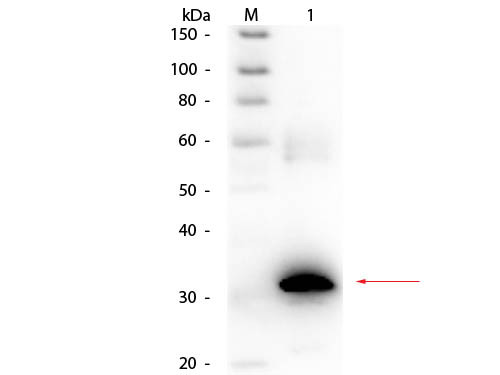 Anti-CARBONIC ANHYDRASE II, Biotin Conjugated