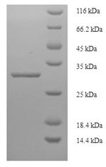 Omega-gliadin, partial, Triticum monococcum, recombinant