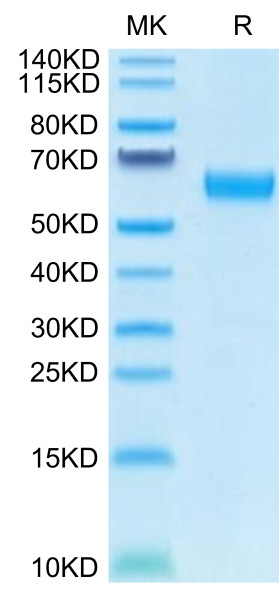 Human CD47 Protein