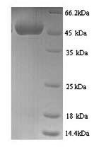 CCN family member 1 (Ccn1), mouse, recombinant
