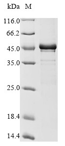 Interferon regulatory factor 1 (IRF1), human, recombinant