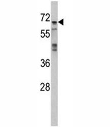 Anti-MAPK4