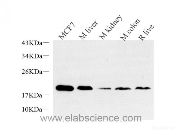 Anti-Histone H2A.X