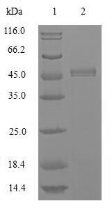 Major royal jelly protein 1 (MRJP1), Apis mellifera, recombinant